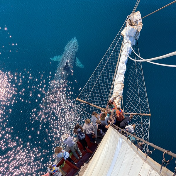 Basking Shark